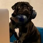 Kuma the Little Black Pug(@pugkuma)'s profile avatar