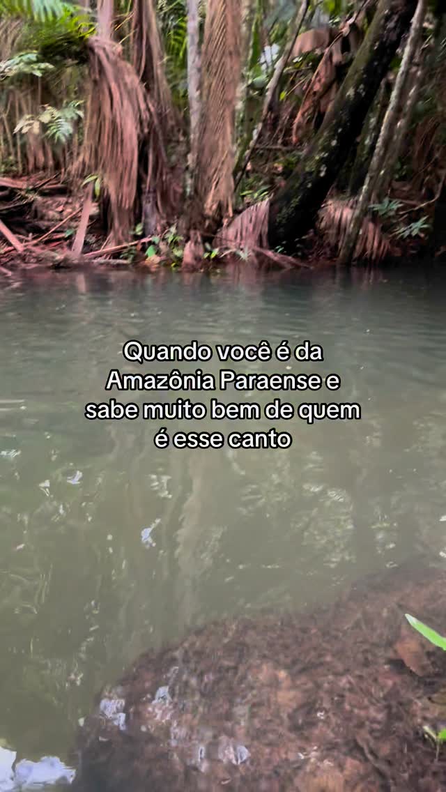 E aí, você sabe de quem é esse canto?#amazonia #amazoniaparaense #amazôniaparaense #lendasdaamazônia #flolclorebrasileiro #selvaamazónica #florestaamazonia by @inaie_para