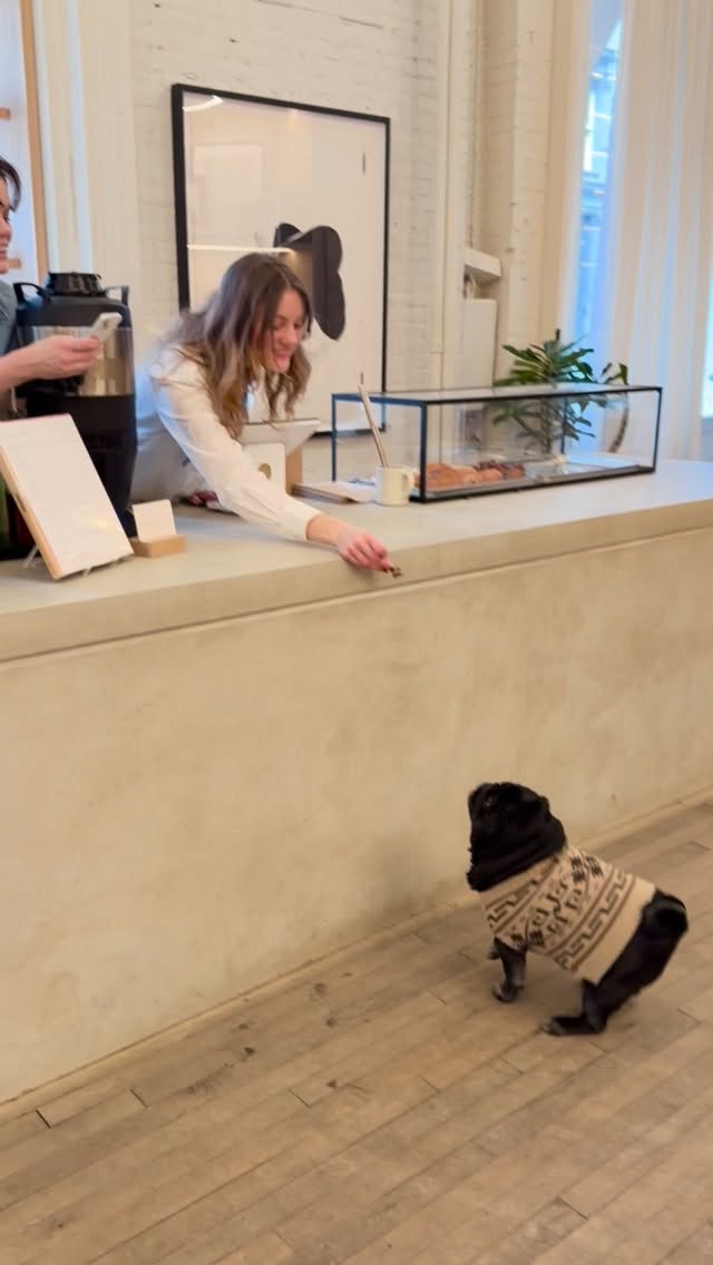 Kuma swings by @fasttimescoffee for a quick treat! by @pugkuma