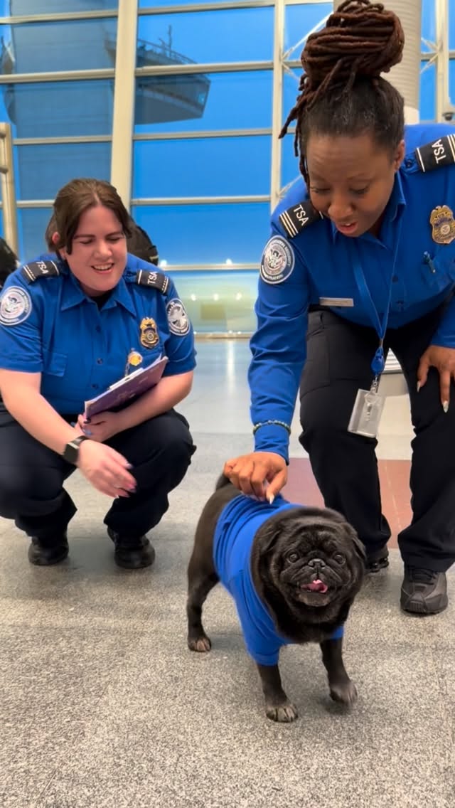 Kuma's preflight routine to Amsterdam! (JFK>AMS) 🌚🌷 by @pugkuma