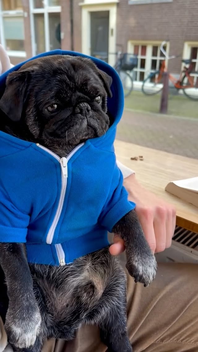 Kuma feeling his little king energy in Amsterdam! 🧡 by @pugkuma