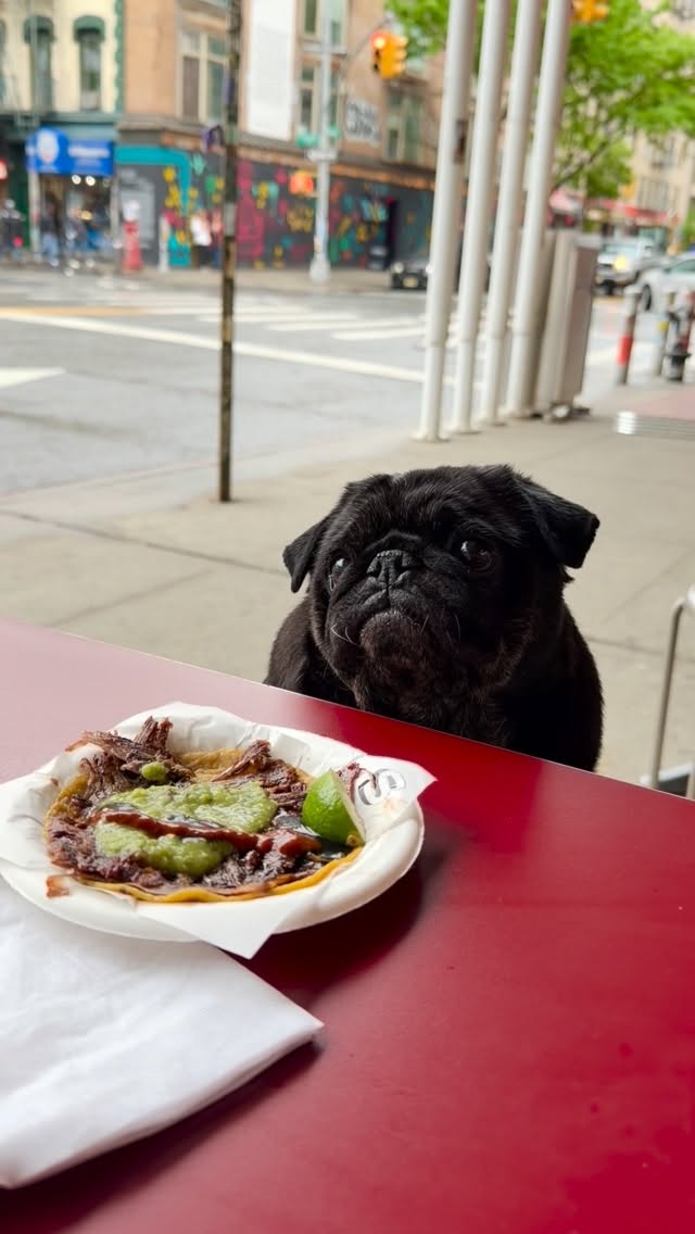 Kuma dips out for tacos and treats! by @pugkuma