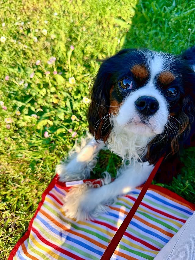 Happy 1st birthday to our Mikey baby! 🎉His nickname is Mr. Perfect, which tells you everything you need to know 😍The way this dog has us in an absolute chokehold. I’d do anything for this face. We love you, Michelangelo. 🎨 by @jewelstaite
