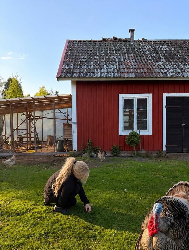 Jag plockar maskrosor och Lasse photobombar. Rättikan är äntligen satt, och potatisen (Om ni inte ätit rättika - gör det! Det är fan livets grönsak). En sak som jag märkte tidigt när jag flyttade ut på landet är synen på katter. Man släpper ut sina okastrerade katter, åker sällan till veterinären, och folk verkar typ inte ta till sig all information som finns om just problemen med hemlösa katter vi redan har. För mig som sysslat med hemlösa katter i många år så är det helt absurt. Varje dag ser jag någon som eftersöker sin katt de ”bara släppte ut i väntan på tid till kastrering”. Va? Ja, en del människor kommer jag aldrig kunna förstå mig på. by @jessiccaroos