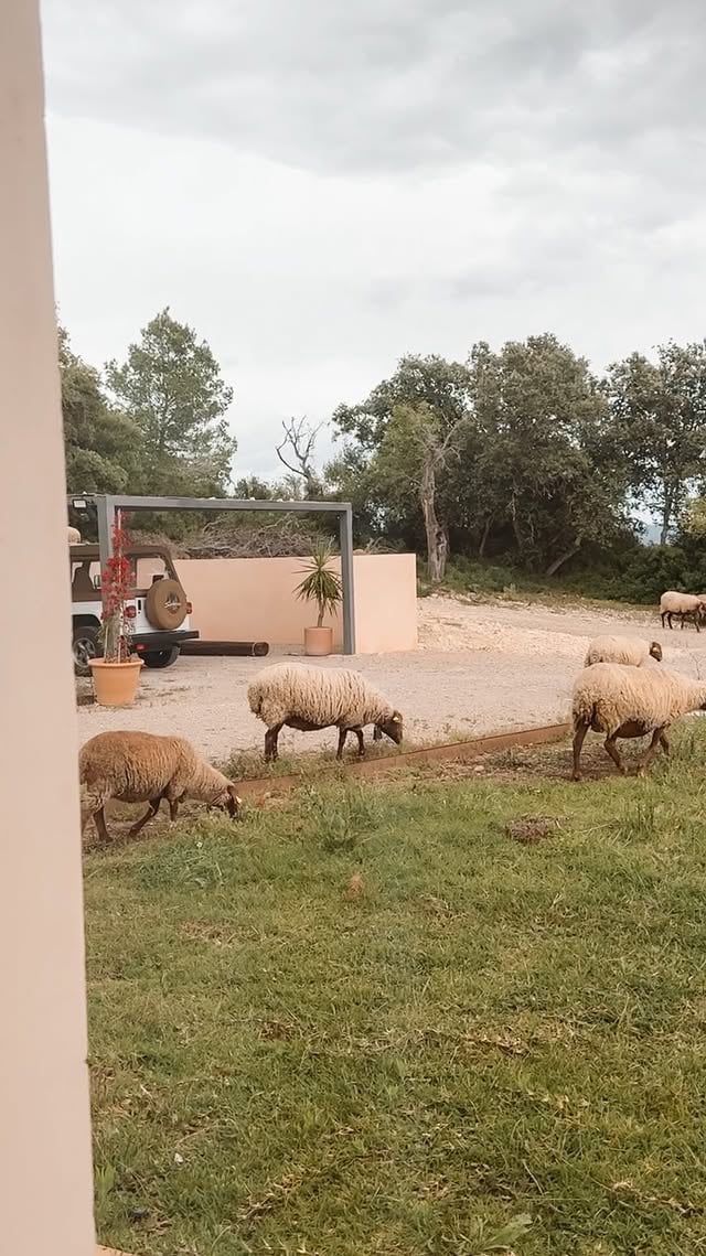 Besuch ist schön wenn er kommt, und wenn er geht 🌚 oder wie war das? 😂 Keine Ahnung wo die aufeinmal herkamen, auf jeden Fall fanden wir das erst amüsant und dachten: Herrlich, sie Mähähen unseren Rasen (ok und wir haben uns auch für sie gefreut, dass sie so schönes Gras fressen können. Denn teils sieht man hier auf Mallorca unzählige Schafe auf Weiden stehen, wo von Grün keine Sicht mehr ist).. aaaaaber als wir dann gesehen haben dass unser Feigenbaum, Kaktus und sogar eine Strelitzie angefressen wurden - waren wir genauso schnell keine Freunde mehr, wie wir es vorher geworden sind 🤯😂 Landleben haha! ...Mallorca | Landleben | Naturliebe by @lisaxdaniel