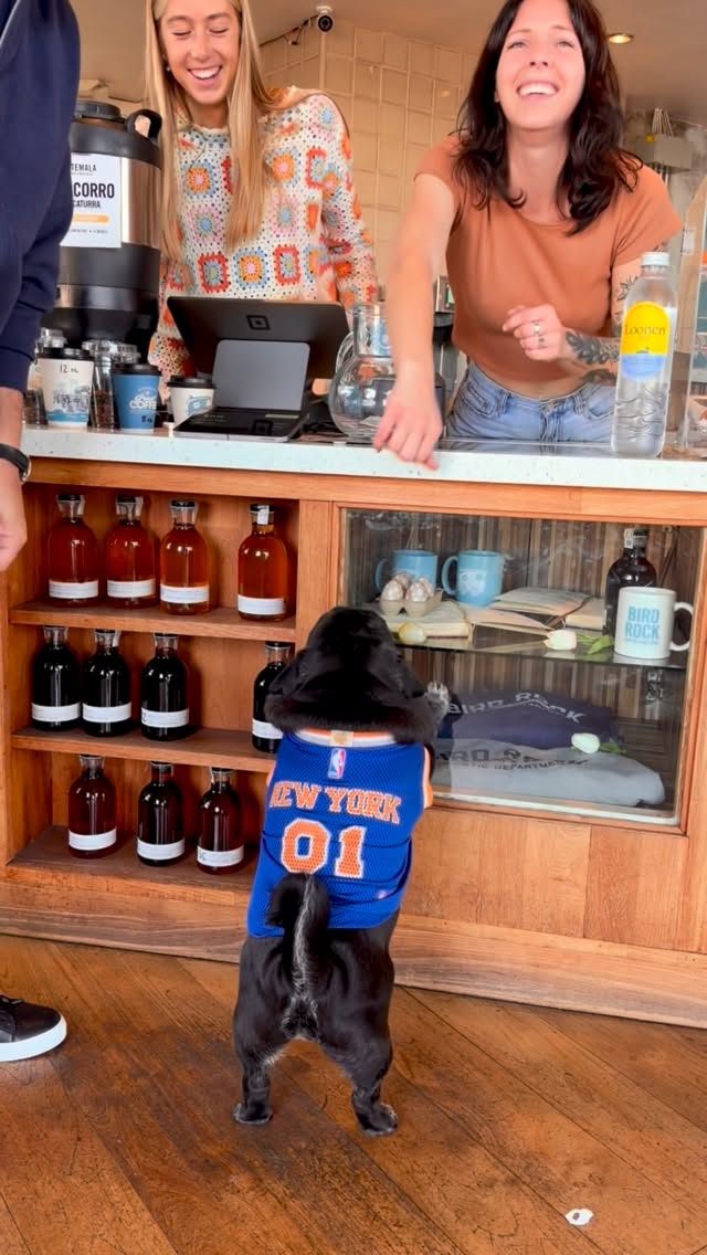 Kuma swaggers like @jalenbrunson1 to San Diego!! #knickspug #LGK by @pugkuma