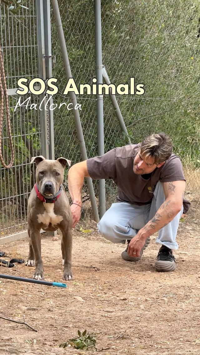 😞🫶🏼 ich denke sie haben sich über unseren Besuch gefreut. Wir haben restliches Futter und unbenutztes Spielzeug zu @sos_animal_mallorca in Calvià gebracht und uns dort vor Ort alles angesehen. Oh man - vielleicht können sich ein paar von euch erinnern. Auf Fuerteventura waren wir damals in einer Tötungsstation und konnten einen Pitbull nach Österreich vermitteln, Mojo hieß er und wir haben ihn sogar besucht. Mir war nicht bewusst, dass Listenhunde auf Mallorca auch so benachteiligt werden. 😟 Wie kann der süße grau/braune seit 3 Jahren hier sitzen..es war noch nicht ein interessant da. 😕Alle Hunde die ihr seht und viele mehr sind zu vermitteln. 🙏🏼Wenn ihr überlegt einen zu adoptieren schreibt uns gern, wir haben nun direkten Kontakt zu dem Tierschutzverein. 💌 & würden uns so freuen, wenn hier jemand ein neues zu Hause findet. by @lisaxdaniel