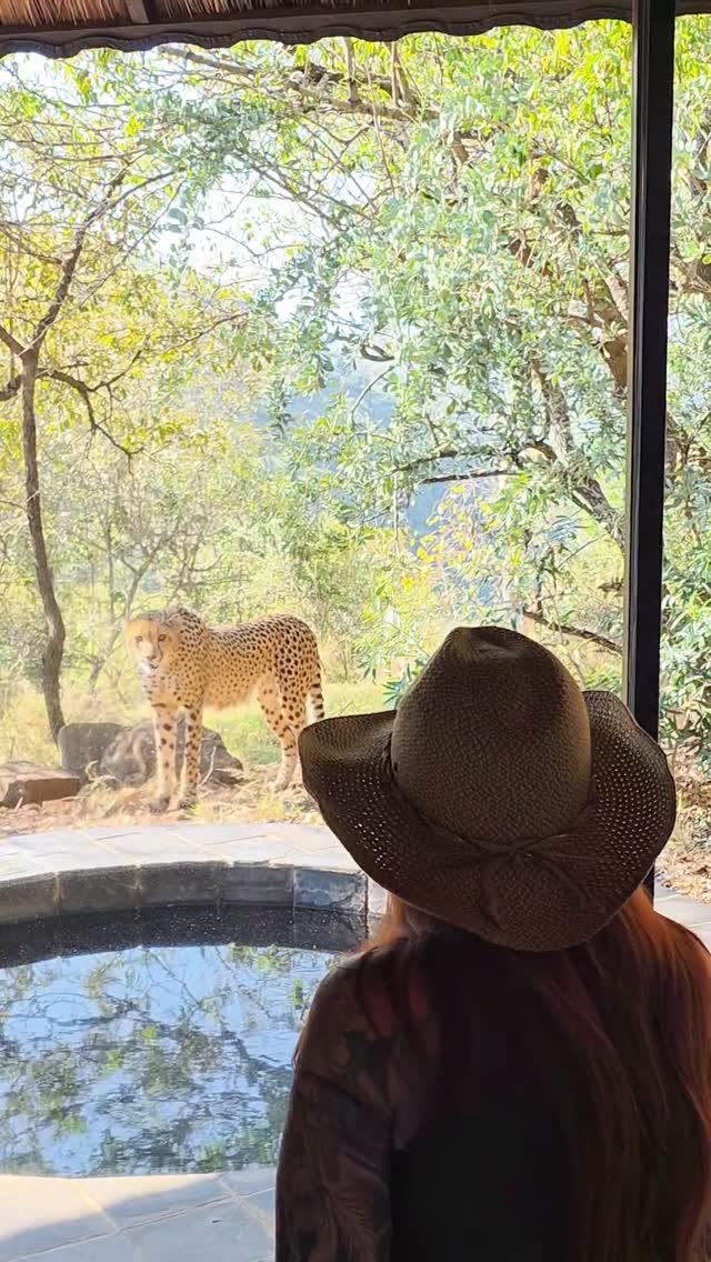 That time we nearly were lunch at @leopardmountain 😂. 

Dont forget you can still use the discount code if you want to try your luck at not getting eaten 😉 😂 use the code "DREAM" for 10% off your next stay there.. A Portion of the bookings made using the code will go to the Rhino Orphanage 🩷 

This place was truly one of the most magical places we have ever been. we saw all the Big 5 on our stay there, got really close to some

go to 
www.leopardmountain.co.za to book and add the discount code or email them and ask them to use the code 

I would reccomend at least 3 nights in this beautiful spot. 

its located in Kzn, South Africa 

#cheetah #africa #travelafrica #africasafari #safari