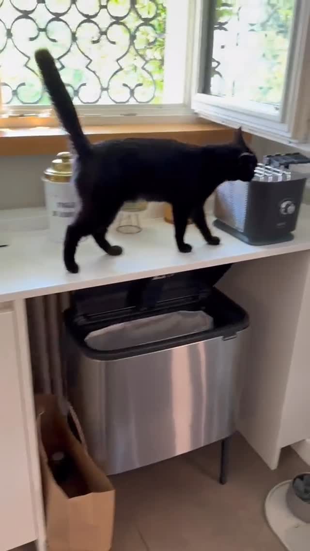 Safari in the kitchen