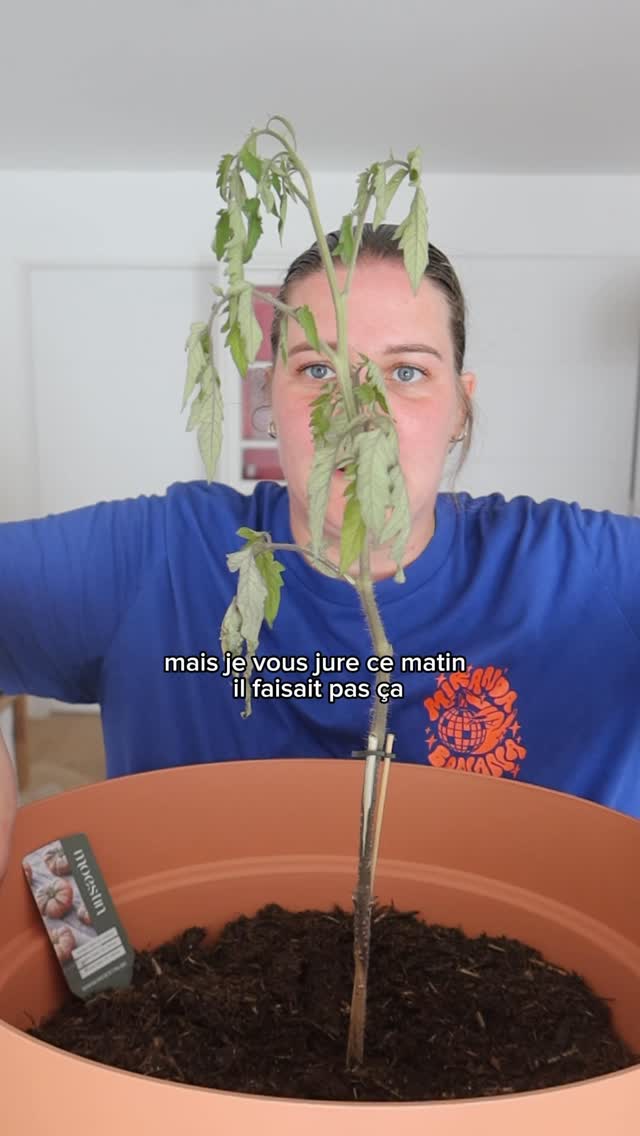 DES NOUVELLES DE LA PLANTATION 🍅